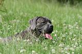 CANE CORSO 1007